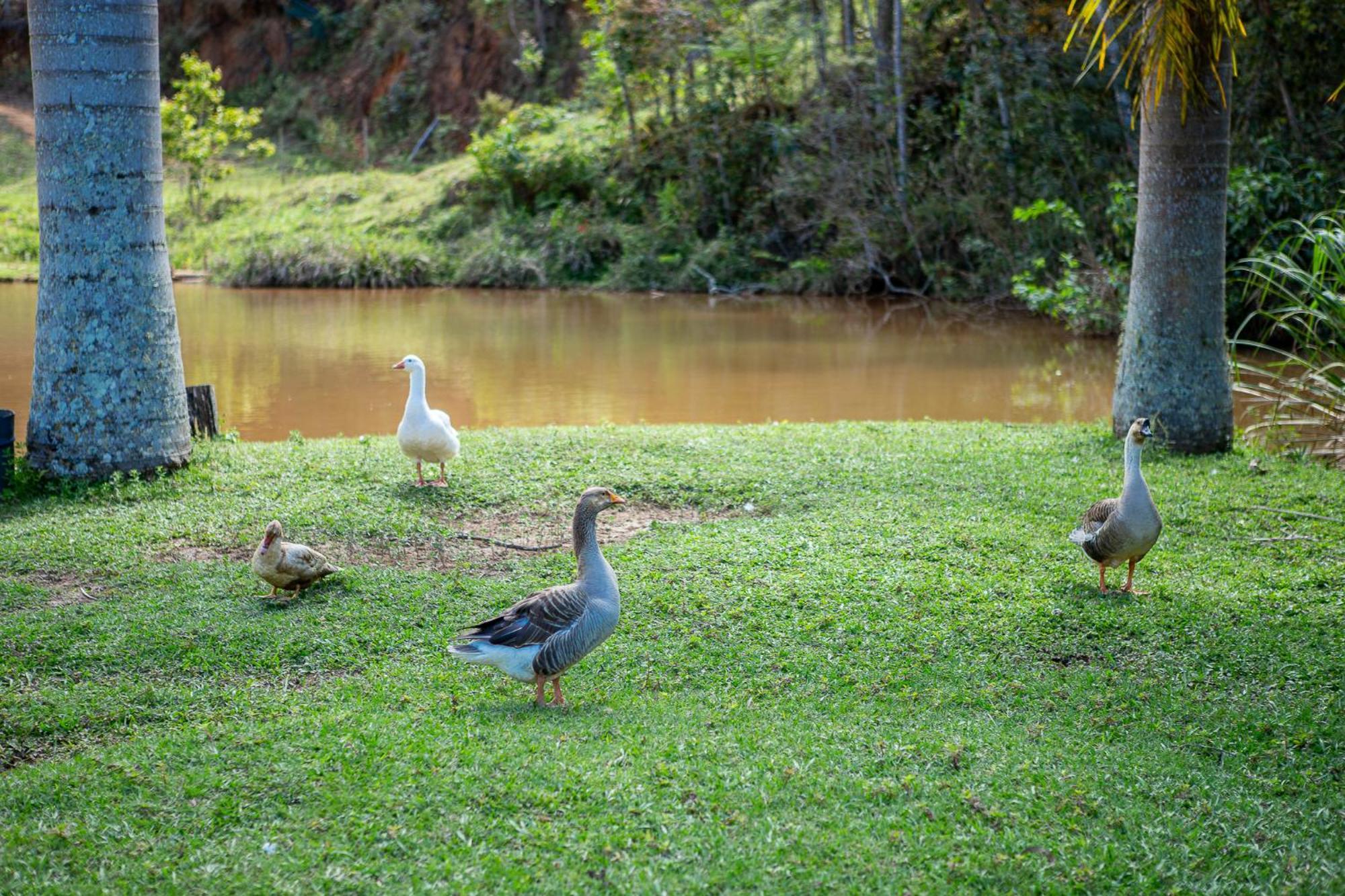 Fazenda Hotel Alvorada Santos Dumont Dış mekan fotoğraf